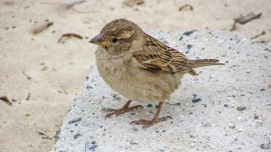 sparrow-2067146_1920